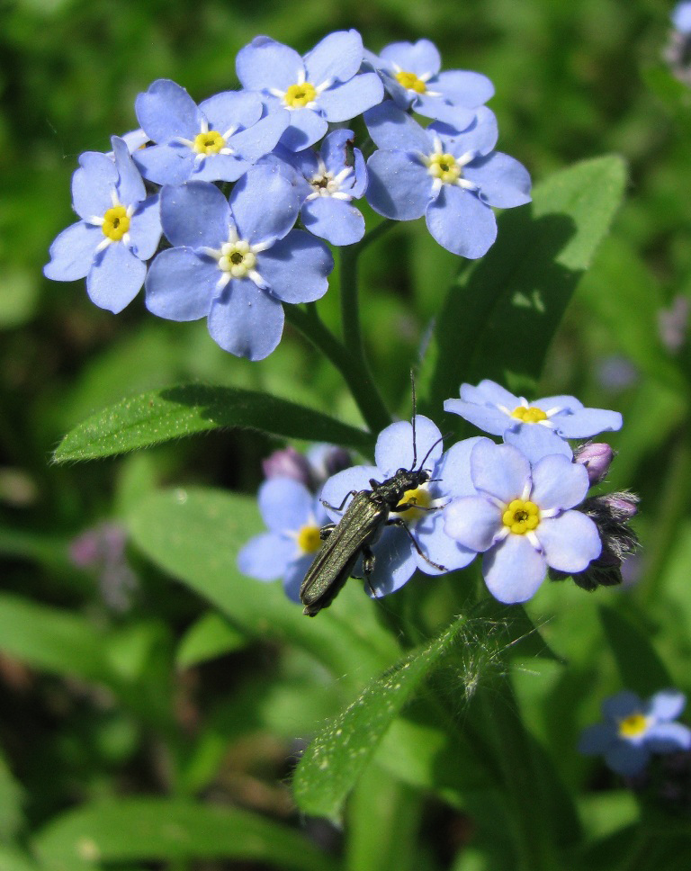 Изображение особи Myosotis sylvatica.