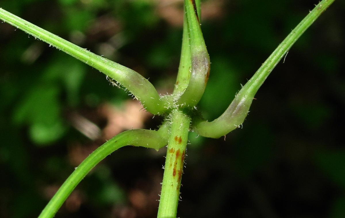 Изображение особи Dioscorea caucasica.