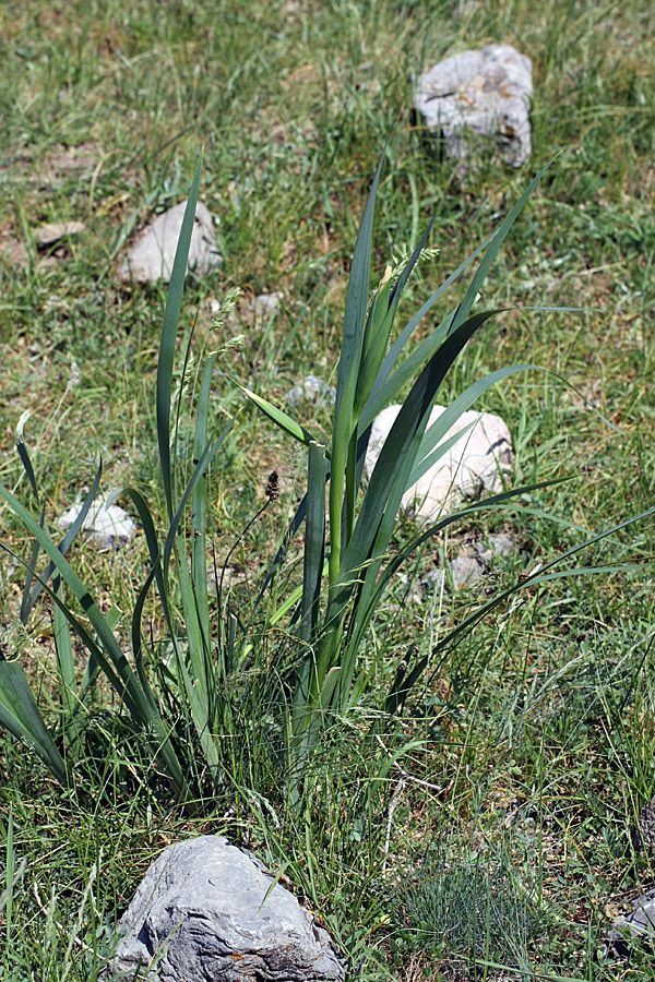 Изображение особи Iris halophila.