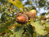Quercus castaneifolia. Ветвь с желудями. Крым, Симферополь, ботсад университета, 2 ноября 2008 г.