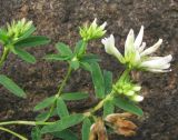 Trifolium lupinaster разновидность albiflorum. Побеги с соцветиями. Иркутская обл., г. Бодайбо, правый берег р. Витим, валуны на прибрежной полосе. 03.08.2014.