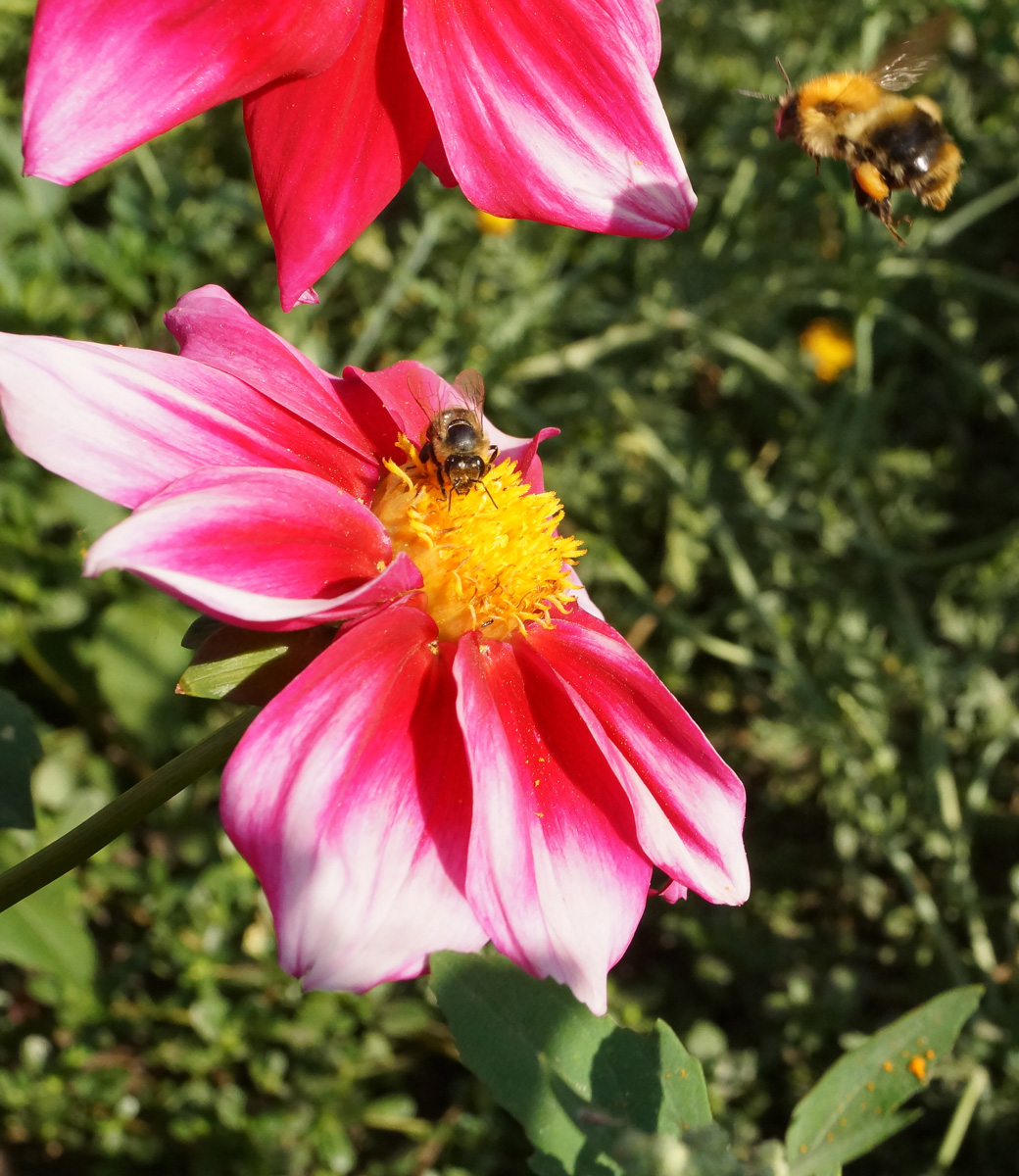 Image of Dahlia pinnata specimen.