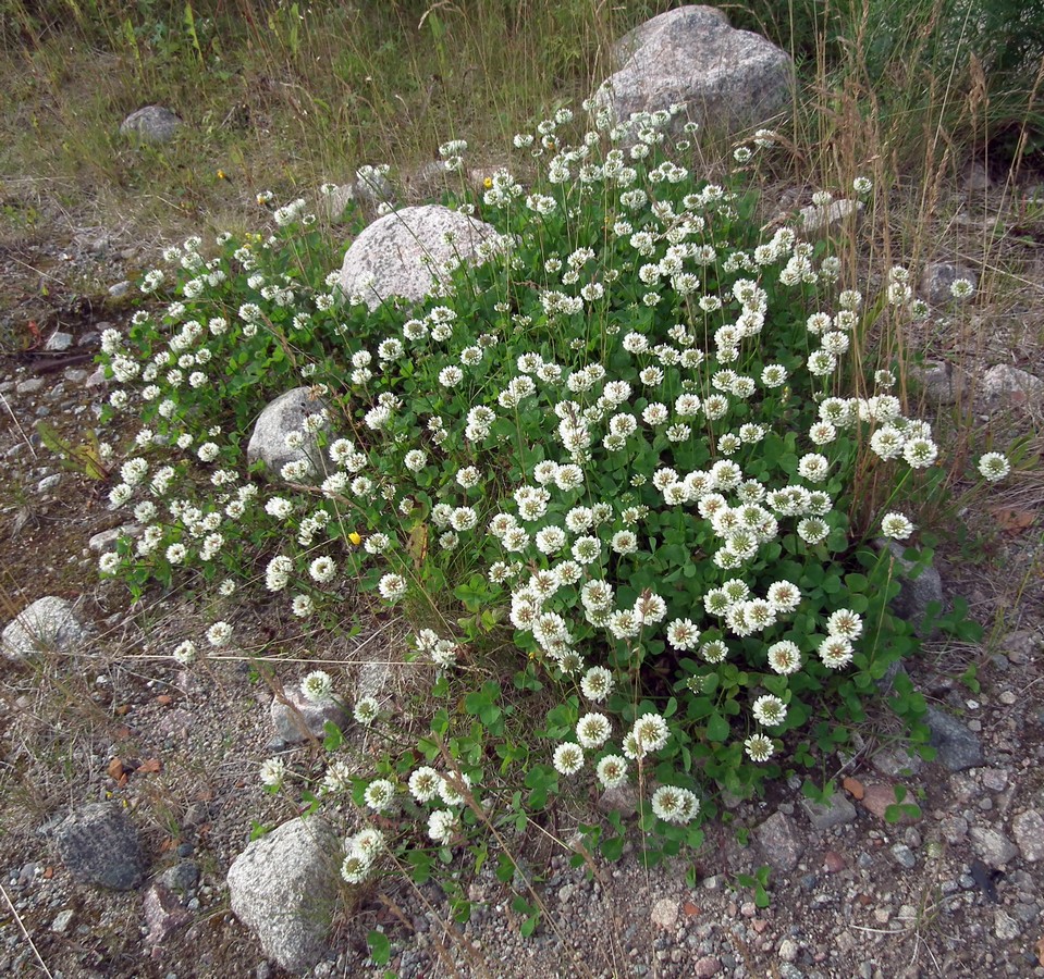 Image of Trifolium repens specimen.
