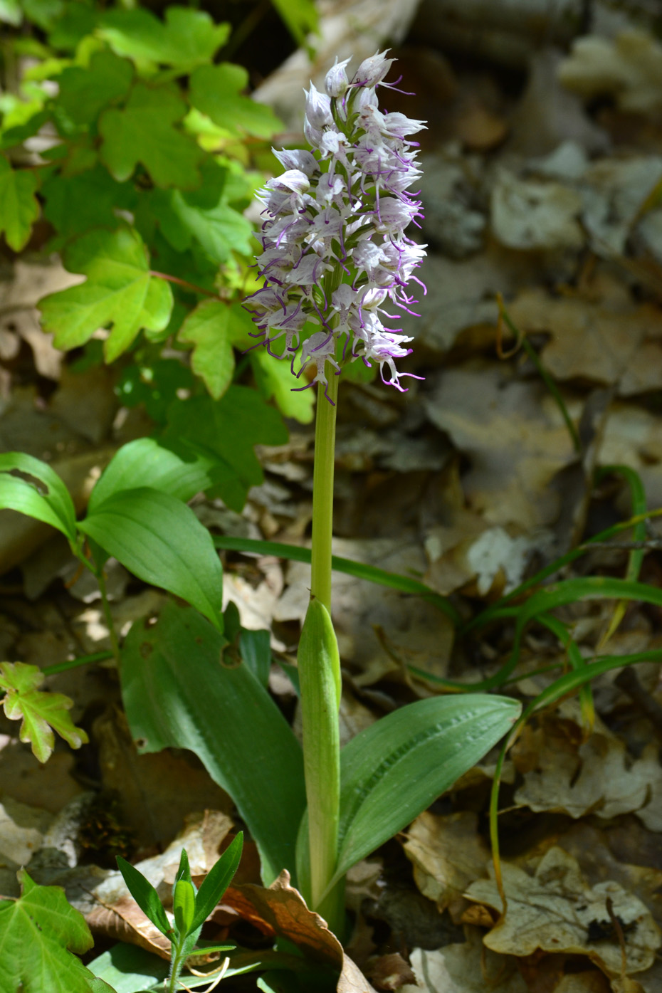 Image of Orchis simia specimen.