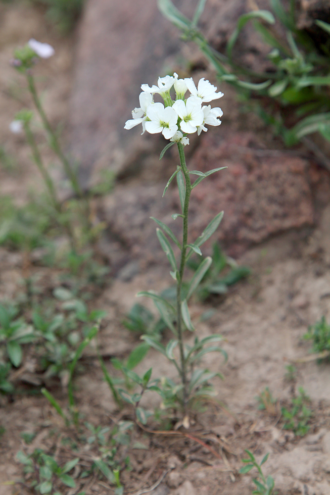 Изображение особи Erysimum cyaneum.