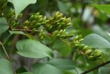 Syringa vulgaris