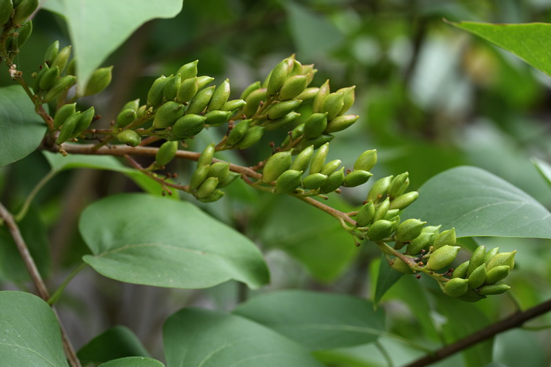 Image of Syringa vulgaris specimen.