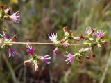 Cousinia umbrosa