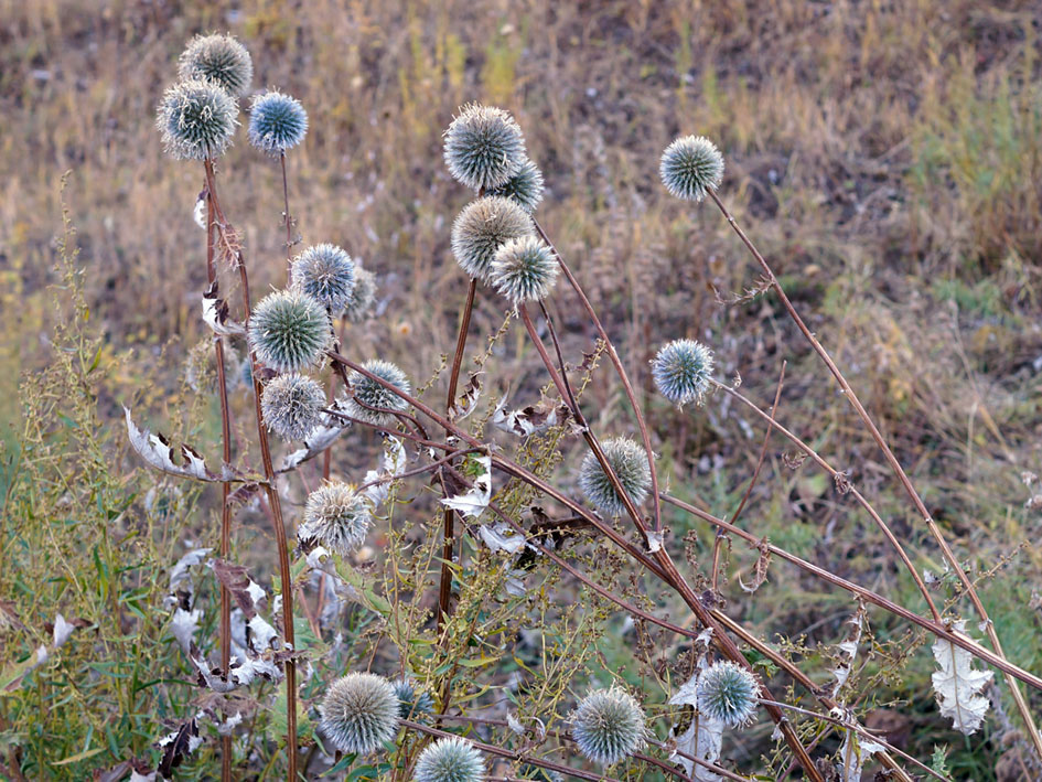 Image of Echinops chantavicus specimen.