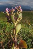 Sedum spurium