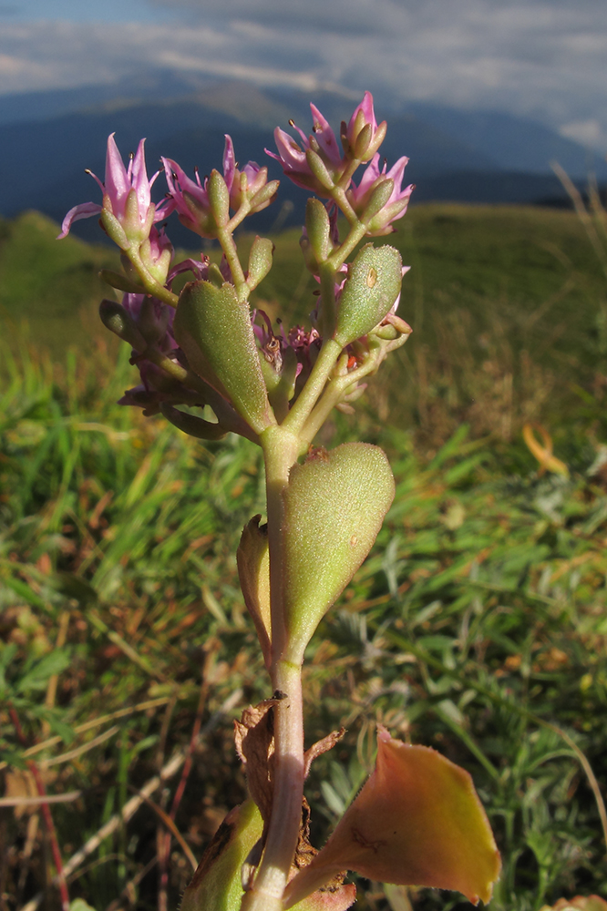 Изображение особи Sedum spurium.