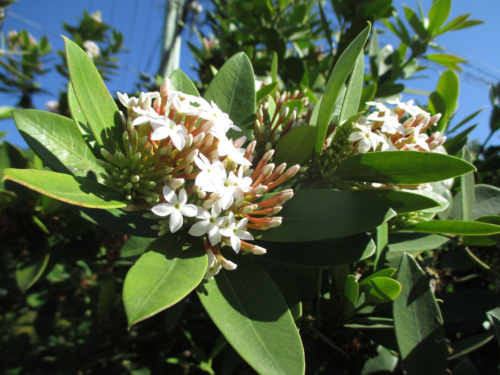 Image of Acokanthera oblongifolia specimen.