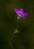 Campanula patula. Цветок. Пермский край, Оханский р-н, обочина лесной дороги в сосновом бору. 12.09.2015.