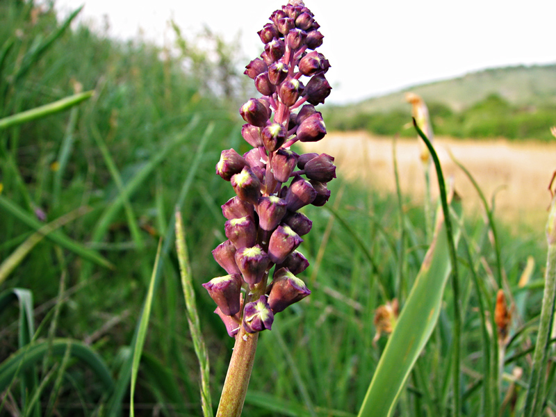 Изображение особи Leopoldia comosa.