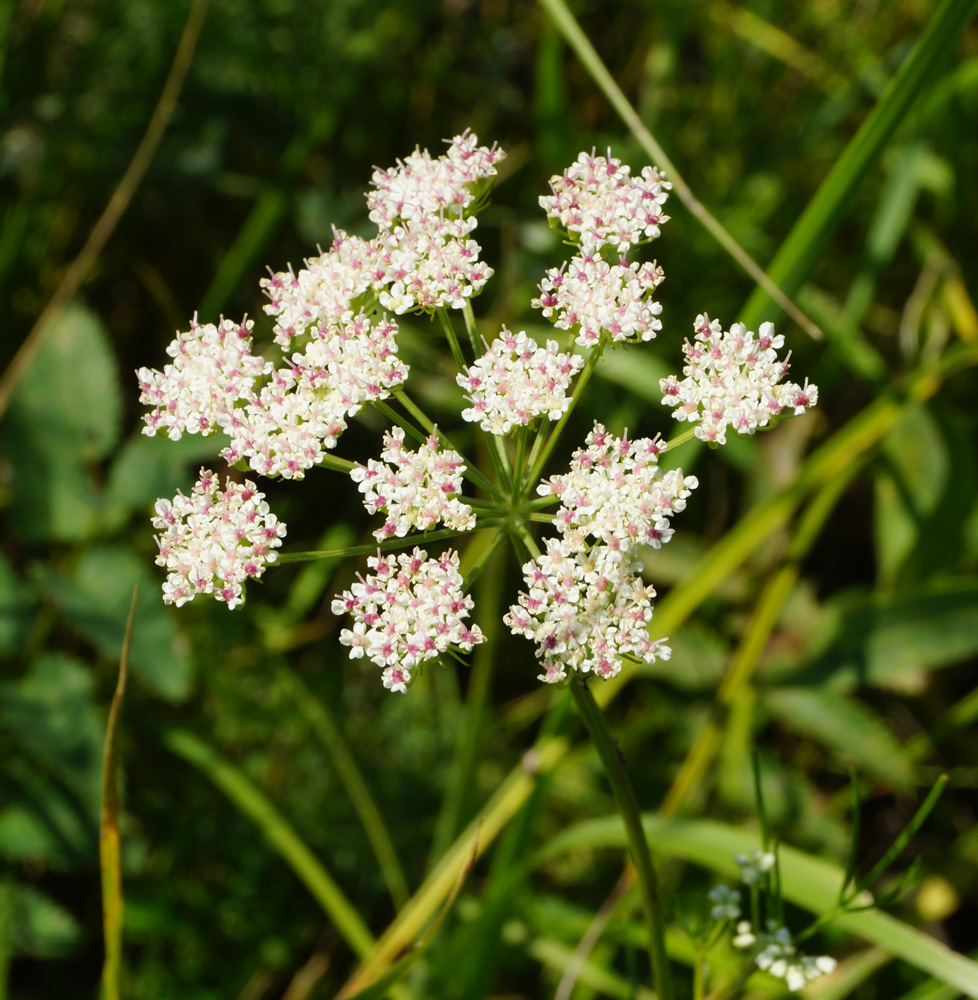 Image of Kadenia dubia specimen.