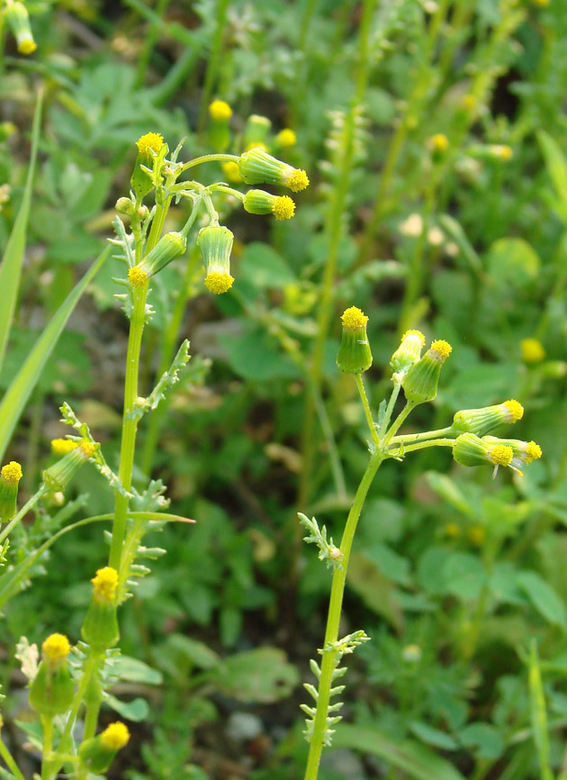 Изображение особи Senecio vulgaris.