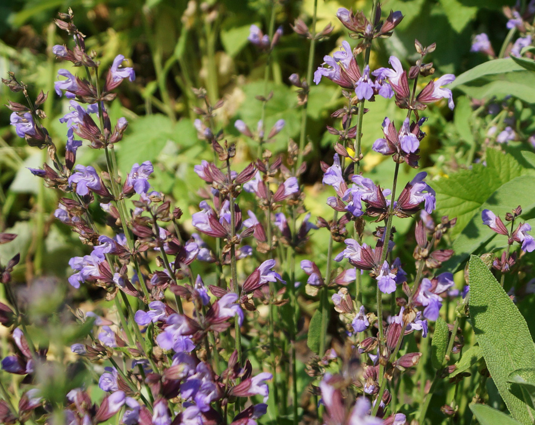 Изображение особи Salvia officinalis.