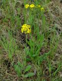 Tephroseris integrifolia