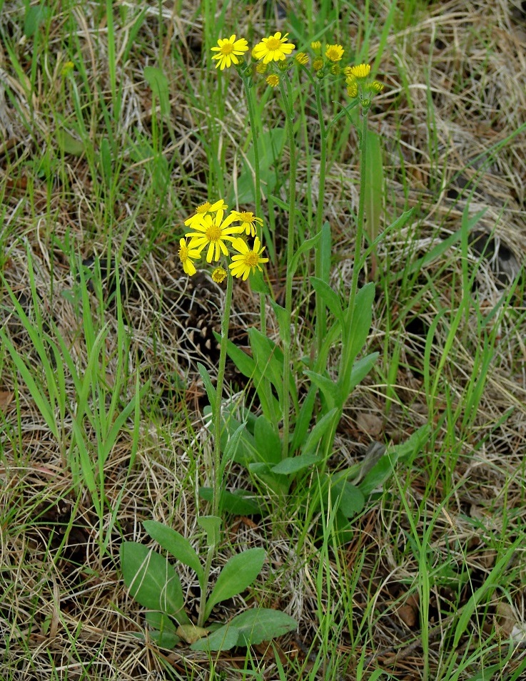 Изображение особи Tephroseris integrifolia.