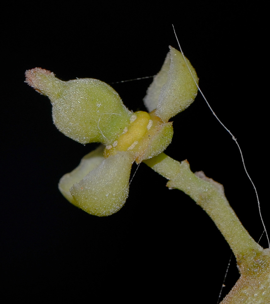 Изображение особи Cupaniopsis anacardioides.