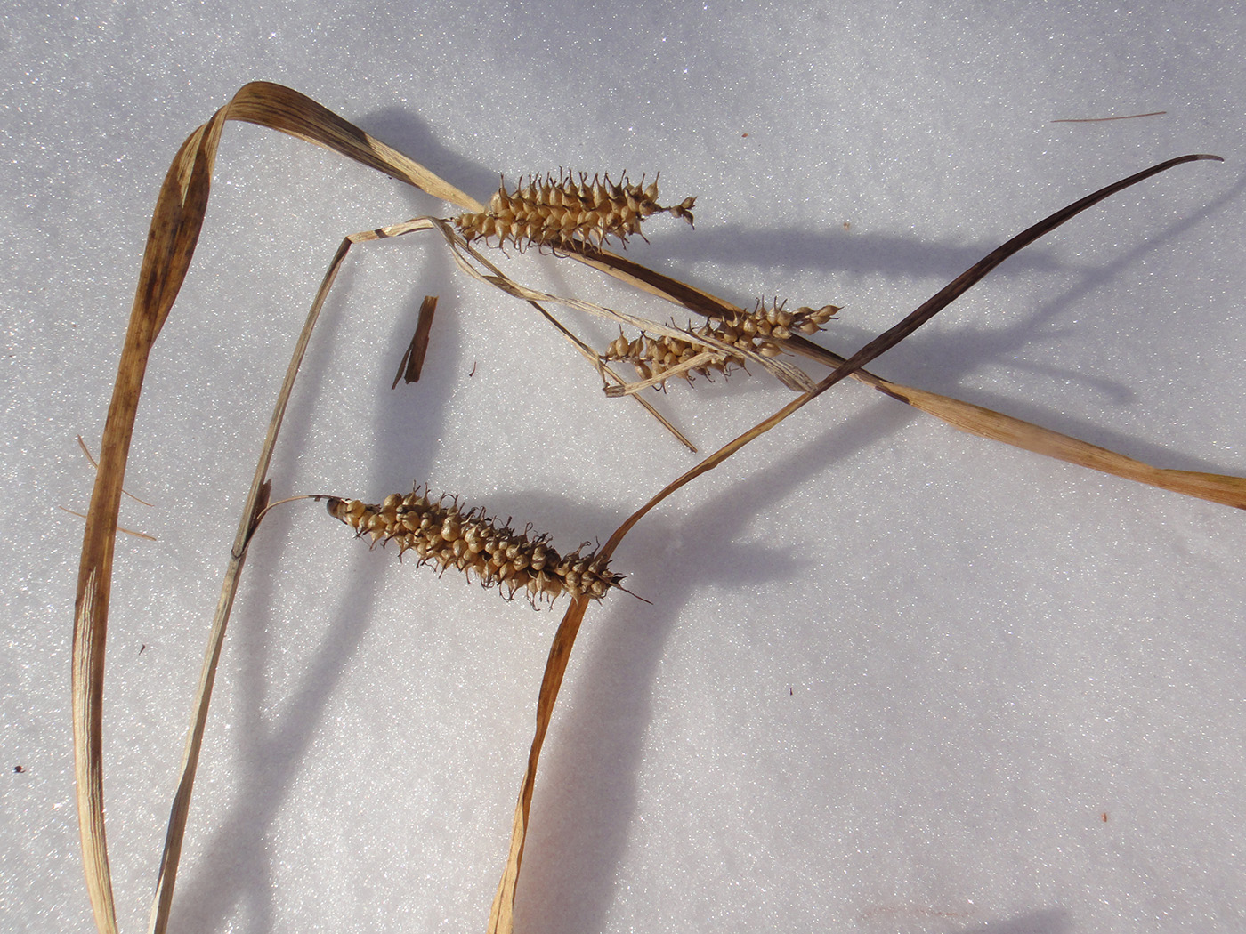 Image of Carex rhynchophysa specimen.