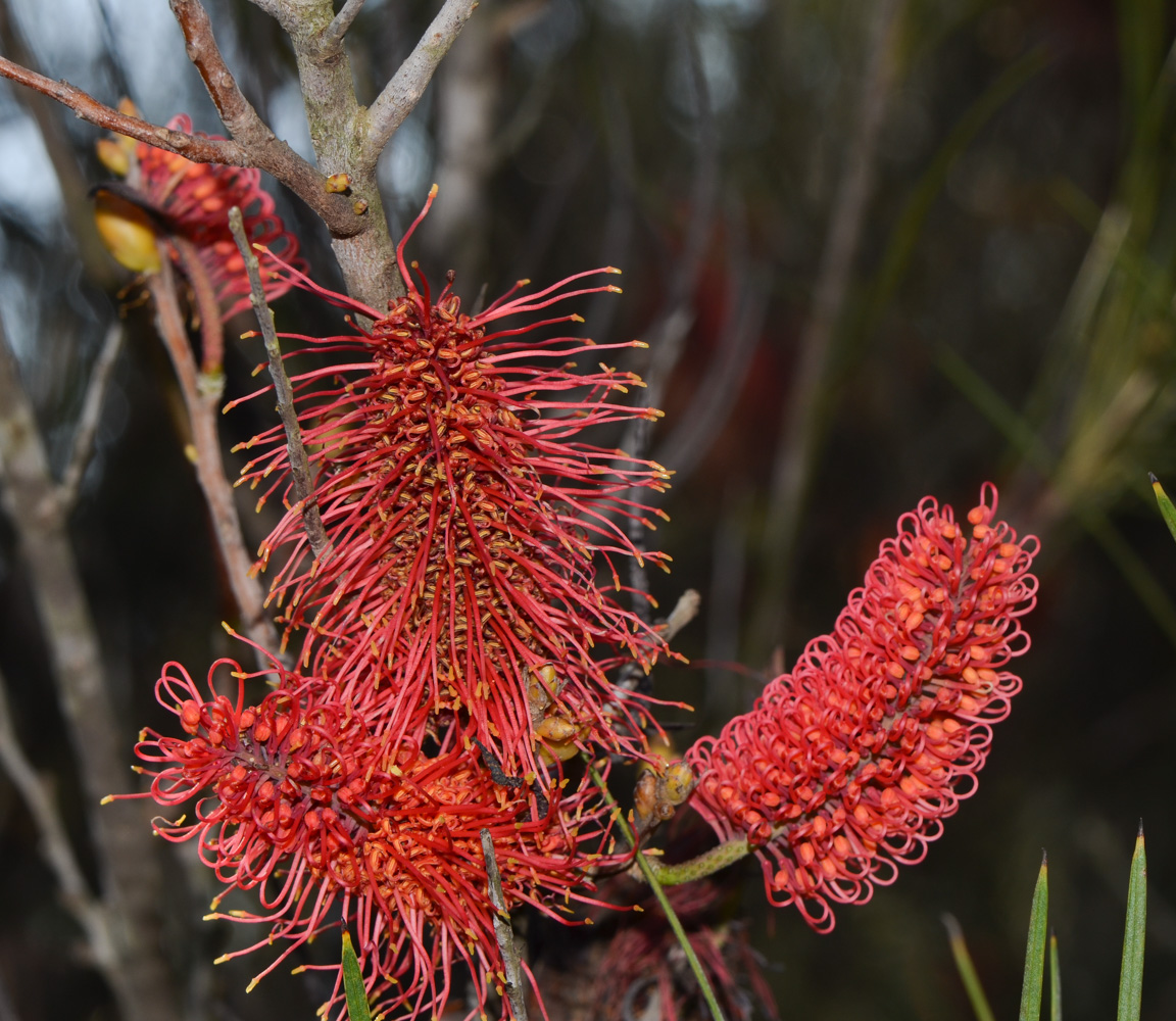 Изображение особи Hakea bucculenta.