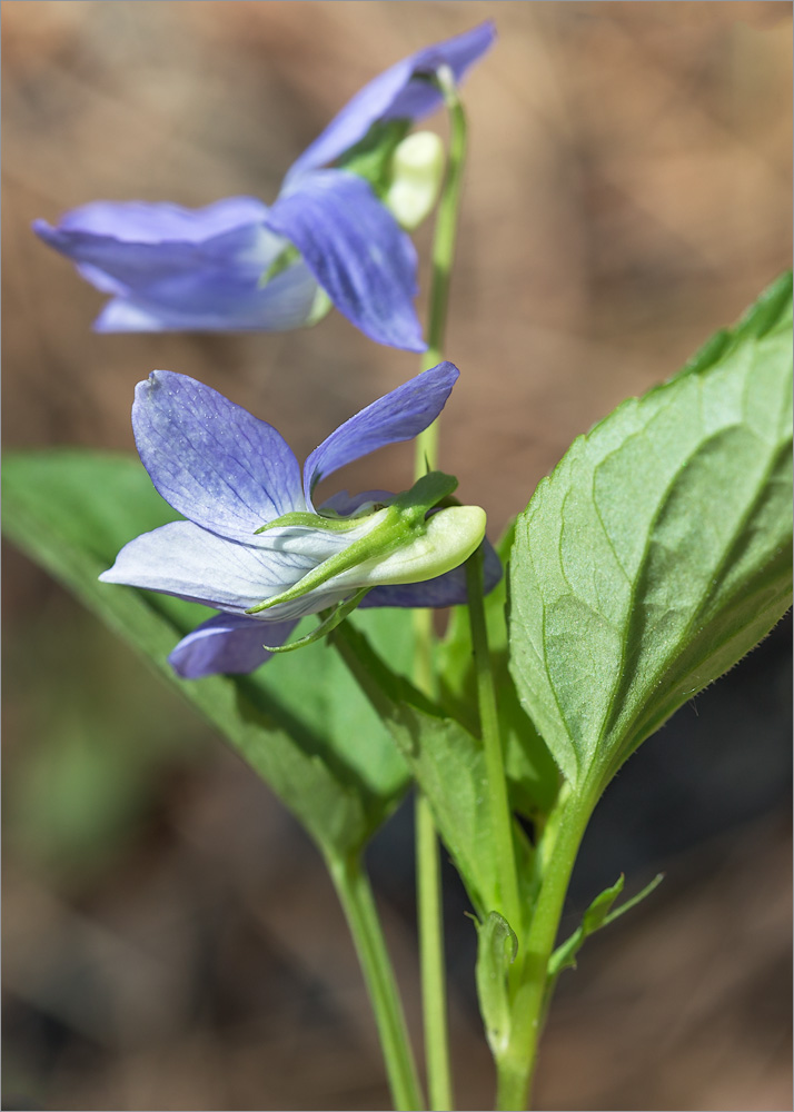 Image of Viola canina specimen.