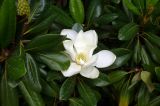 Magnolia grandiflora