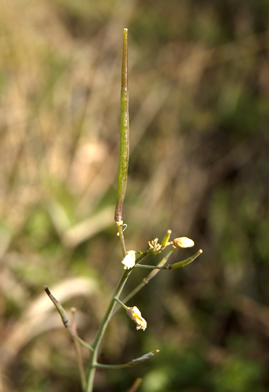 Изображение особи Brassica campestris.