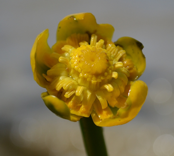 Image of Nuphar lutea specimen.