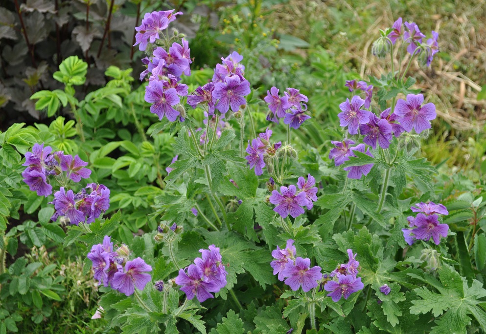 Изображение особи Geranium &times; magnificum.