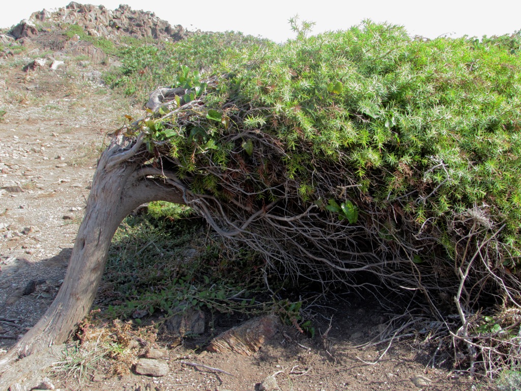 Изображение особи Juniperus oxycedrus.