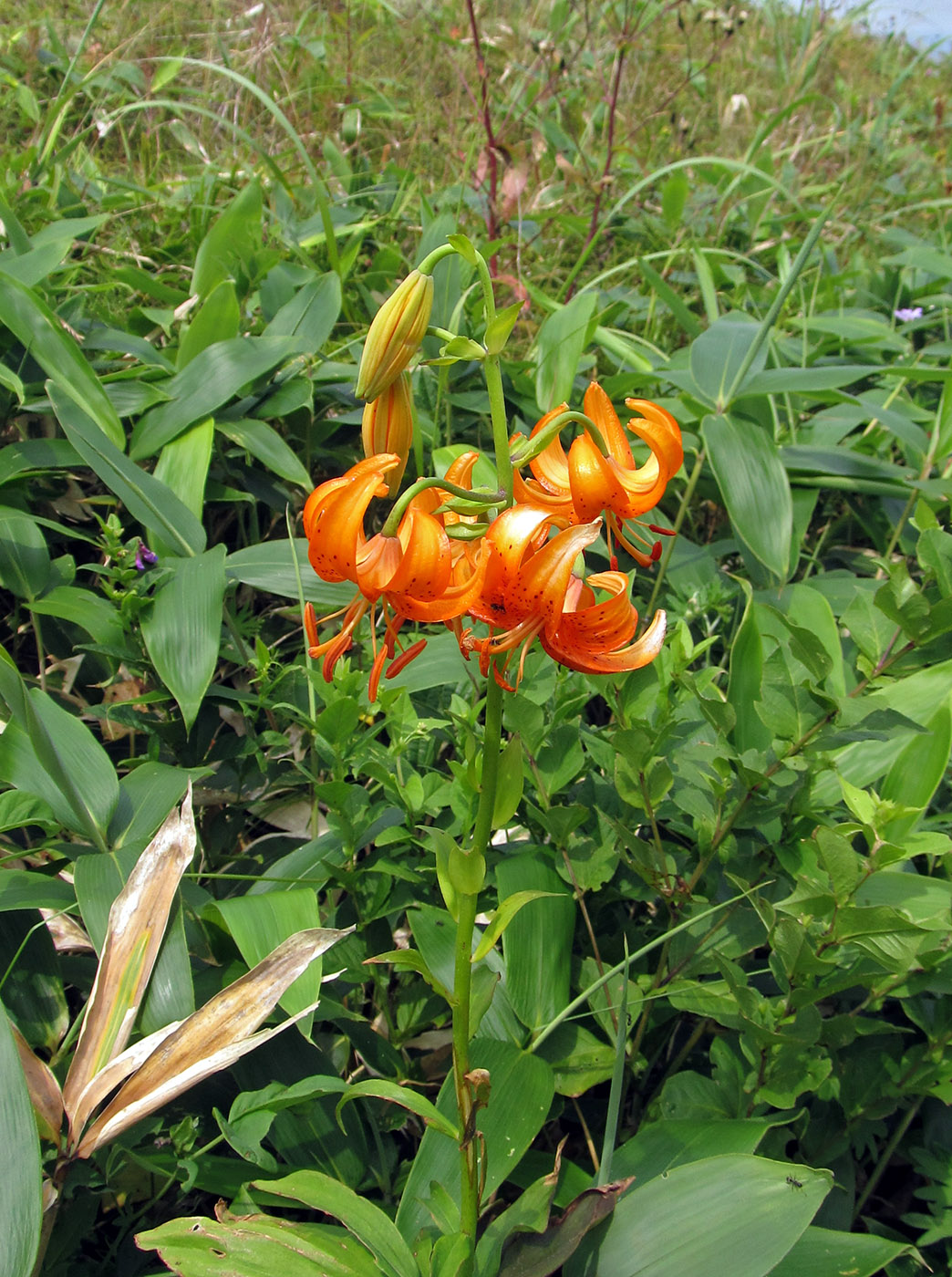 Изображение особи Lilium distichum.