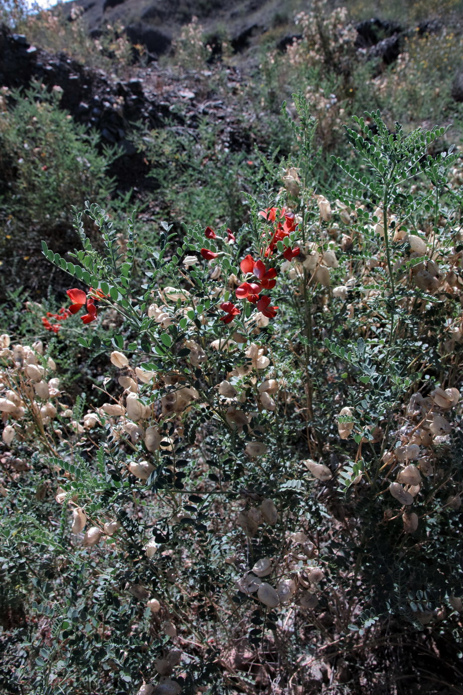 Image of Sphaerophysa salsula specimen.