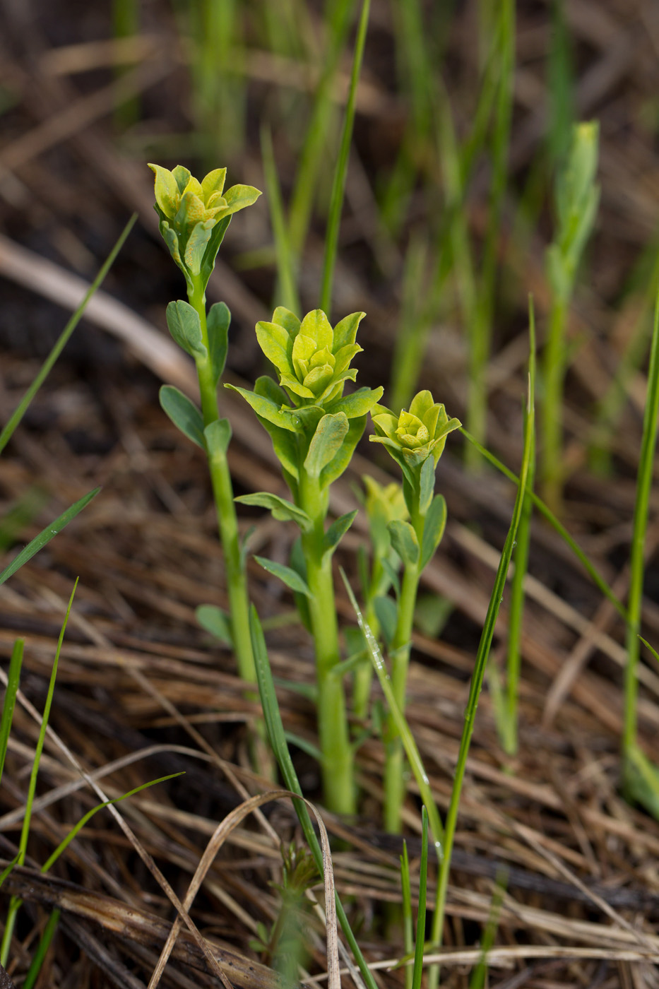 Изображение особи род Euphorbia.