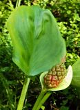 Calla palustris