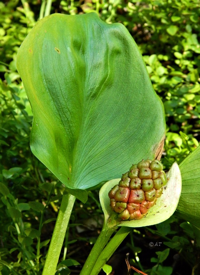 Изображение особи Calla palustris.