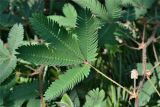 Mimosa pudica