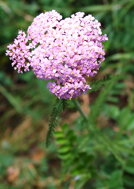 Image of Achillea asiatica specimen.