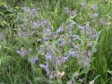 Borago officinalis. Верхушки цветущего растения. Испания, автономное сообщество Каталония, провинция Жирона, комарка Баш Эмпорда, муниципалитет Калонже, кромка поля. 15.05.2016.