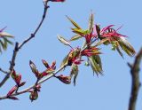 Acer mandshuricum. Веточка с разворачивающими листьями. Владивосток, Ботанический сад-институт ДВО РАН. 8 мая 2016 г.