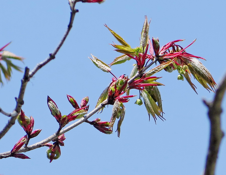 Image of Acer mandshuricum specimen.