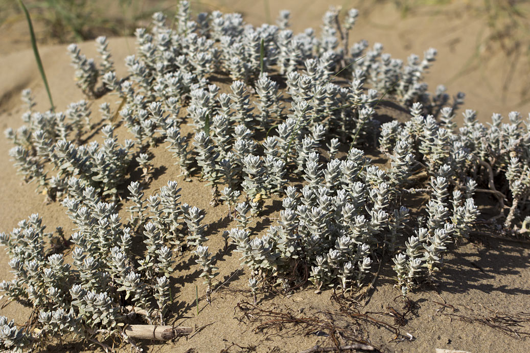 Изображение особи Otanthus maritimus.