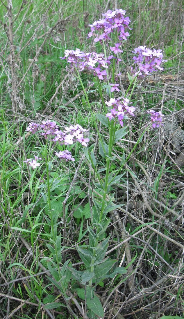 Изображение особи Hesperis pycnotricha.