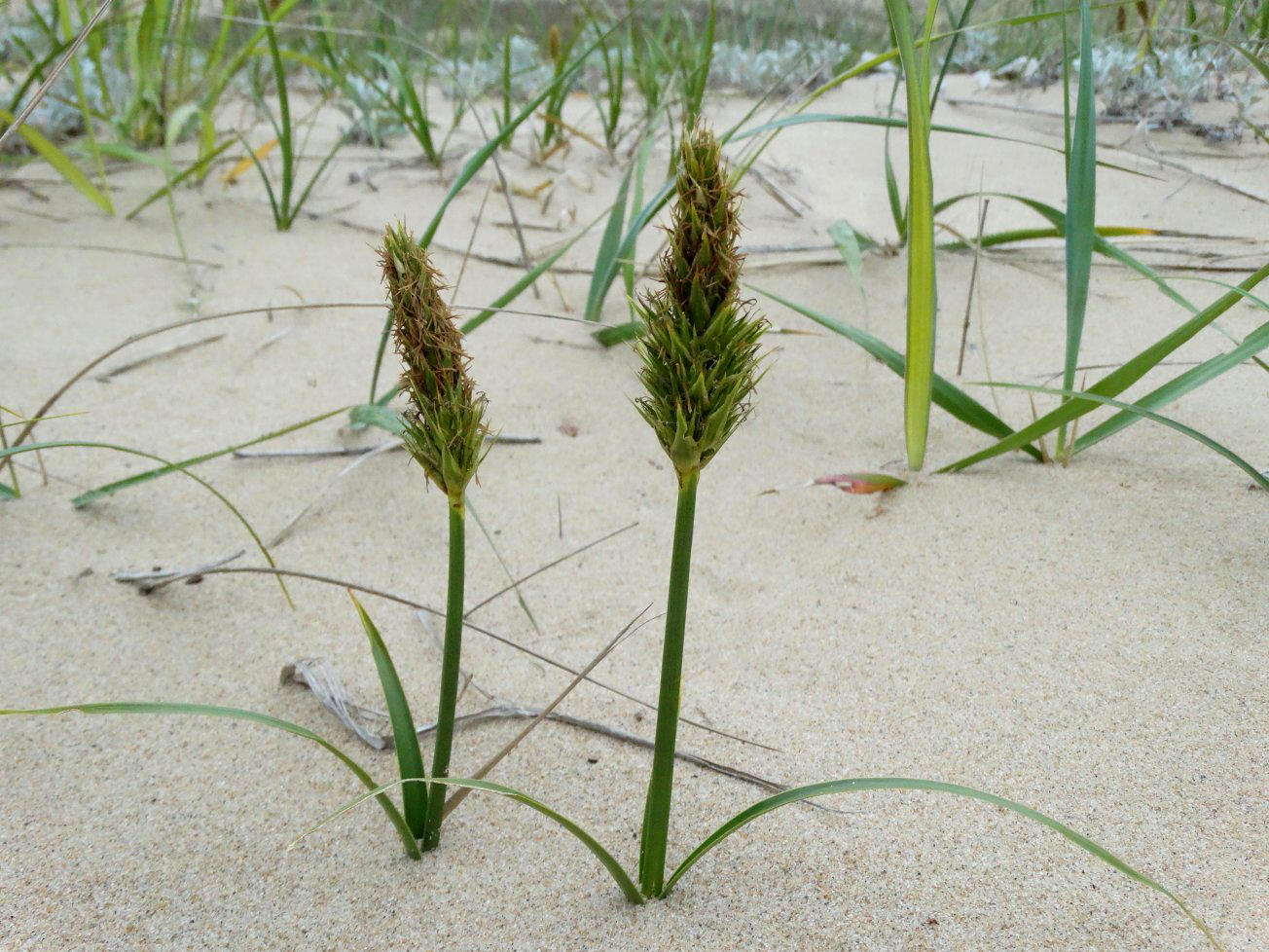 Изображение особи Carex macrocephala.