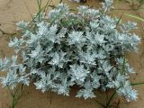 Artemisia stelleriana. Вегетирующее растение. Приморье, окр. г. Находка, бухта Шепалово, песчаный пляж. 11.06.2016.