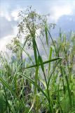 Scirpus radicans