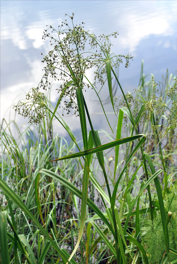 Image of Scirpus radicans specimen.