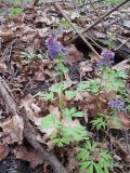 Corydalis solida