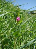 Vicia angustifolia